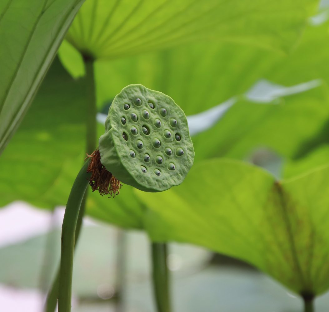 Cách uống lá sen giảm mỡ bụng